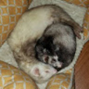 Meet your Posher, Jess